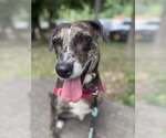 Small Catahoula Leopard Dog Mix