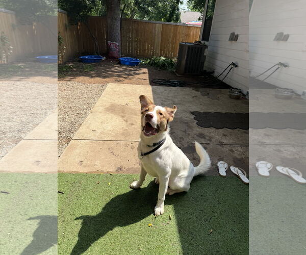 Medium Photo #2 Anatolian Shepherd-Great Pyrenees Mix Puppy For Sale in Dallas, TX, USA