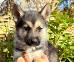 Puppy Orange German Shepherd Dog-Siberian Husky Mix