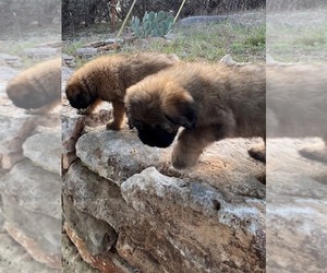 Bouvier Des Flandres Puppy for sale in BLANCO, TX, USA