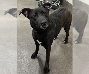 Labrador Retriever-Unknown Mix Dogs for adoption in Forestville, MD, USA
