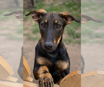 Sable - Female Xoloitzcuintli (Mexican Hairless) Puppy for Sale - Small photo