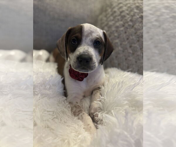 Medium Photo #1 Boxador Puppy For Sale in Canal Winchester, OH, USA