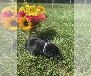 Labrador Retriever Puppy for Sale in NEOLA, West Virginia USA