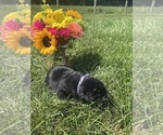 Image preview for Ad Listing. Nickname: Lab puppies