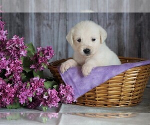 English Cream Golden Retriever Puppy for sale in FREDERICKSBG, OH, USA