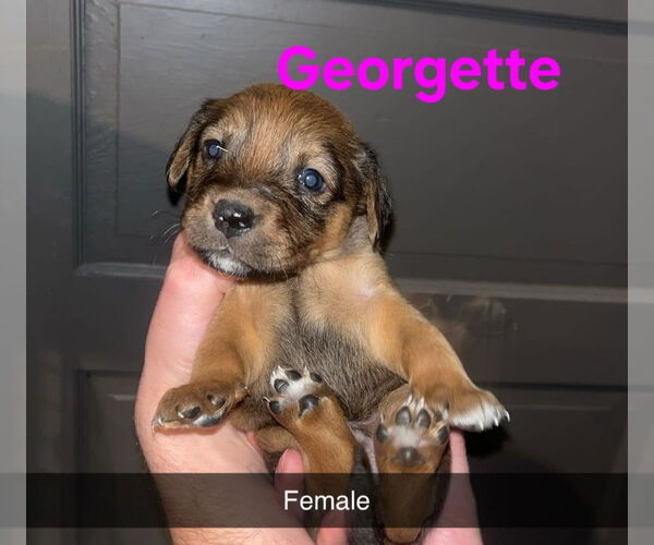 Medium Photo #2 Mutt Puppy For Sale in Evansville, IN, USA
