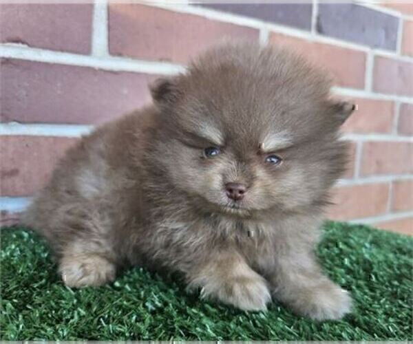 Medium Photo #10 Pomeranian Puppy For Sale in JACKSONVILLE, FL, USA