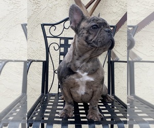 French Bulldog Puppy for sale in MORENO VALLEY, CA, USA