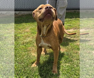 Shiloh - Male Mutt Dog for Adoption - Photo #3