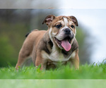 Small #12 Bulldog