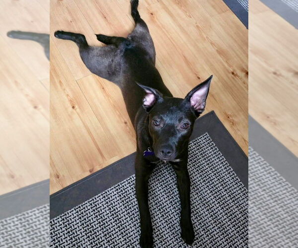 Medium Photo #9 Mutt Puppy For Sale in Oak Bluffs, MA, USA