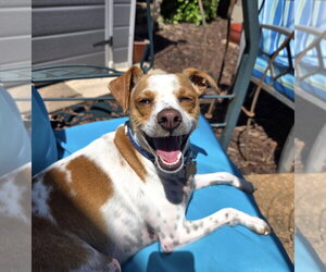 Chihuahua-Unknown Mix Dogs for adoption in St. Louis Park, MN, USA
