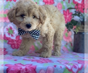 American Eskimo Dog (Toy)-Poodle (Miniature) Mix Puppy for sale in LANCASTER, PA, USA