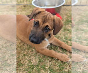 Mutt Dogs for adoption in El Centro, CA, USA