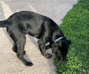 Labrador Retriever Puppy for sale in HOUSTON, TX, USA