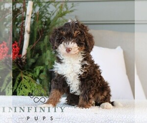 Bernedoodle (Miniature) Puppy for sale in NARVON, PA, USA