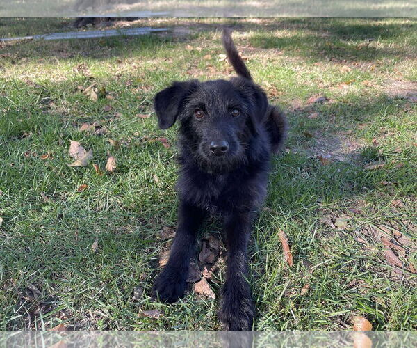 Medium Photo #5 Mutt Puppy For Sale in McKinney, TX, USA