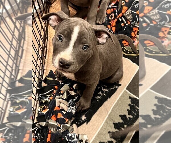 Medium Photo #9 American Bully-American Staffordshire Terrier Mix Puppy For Sale in BENNETT, CO, USA