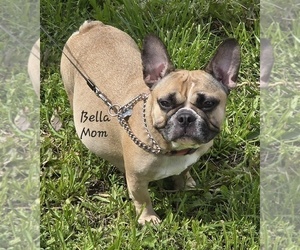 Mother of the French Bulldog puppies born on 05/25/2025