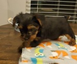 Small Photo #12 Yorkshire Terrier Puppy For Sale in LEXINGTON, GA, USA