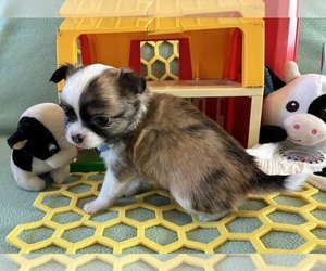 Chihuahua Puppy for sale in NEWVILLE, PA, USA