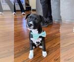 Small #1 Labrador Retriever Mix