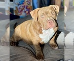 Puppy Coco American Bully