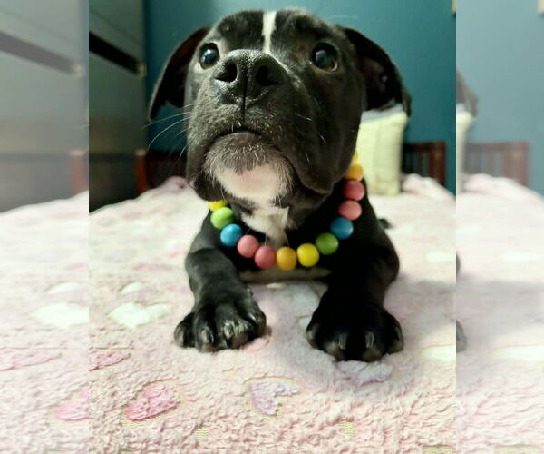 Medium Photo #7 Mutt Puppy For Sale in Princeton, MN, USA