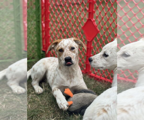 Medium Photo #1 Basset Hound-Red Heeler Mix Puppy For Sale in Holly Springs, NC, USA