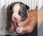 Puppy Josh Boston Terrier