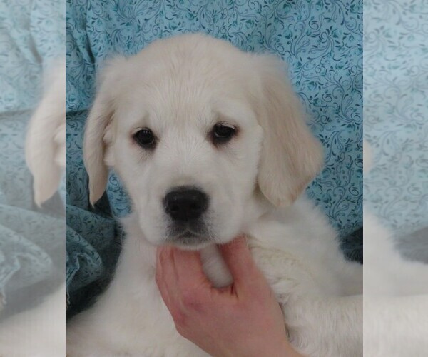 Medium Photo #7 English Cream Golden Retriever Puppy For Sale in MECHANICSVILLE, MD, USA