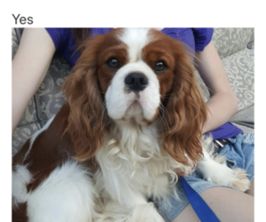 Father of the Cavalier King Charles Spaniel puppies born on 02/17/2020