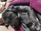 Small Photo #7 German Shorthaired Pointer-Golden Labrador Mix Puppy For Sale in AMES, IA, USA