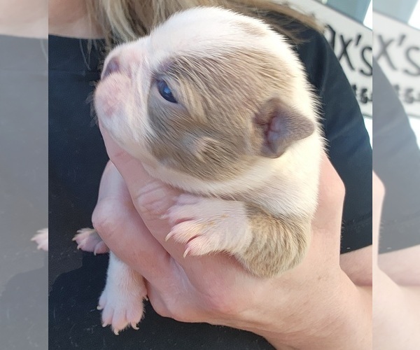 Medium Photo #20 Boston Terrier Puppy For Sale in FT MYERS, FL, USA