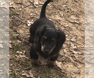 Dachshund Puppy for sale in BENNINGTON, OK, USA