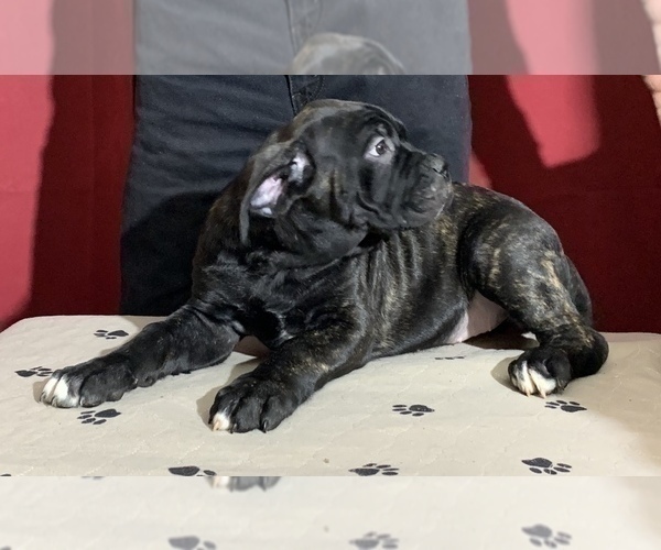 Medium Photo #90 Cane Corso Puppy For Sale in COTTAGE GROVE, OR, USA