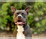 Small Photo #1 American Pit Bull Terrier-Unknown Mix Puppy For Sale in Tavares, FL, USA
