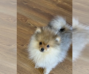 Pomeranian Litter for sale in DYERSVILLE, IA, USA