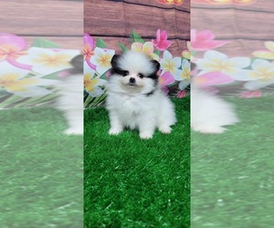Pomeranian Puppy for sale in WILSON, NC, USA