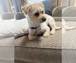 Small #3 Colonial Cocker Spaniel Mix