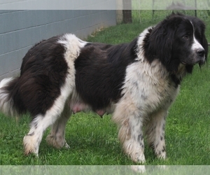 Mother of the Newfoundland puppies born on 04/29/2022