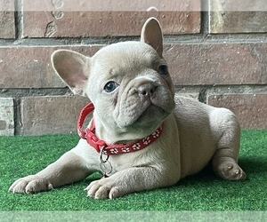 French Bulldog Puppy for sale in BOSTON, MA, USA