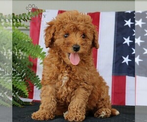 Goldendoodle (Miniature) Puppy for sale in NARVON, PA, USA