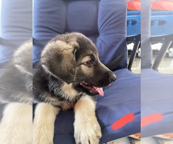 Medium Photo #5 German Shepherd Dog Puppy For Sale in TOLEDO, IL, USA