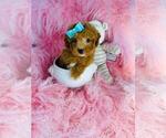 Small #13 Poodle (Toy)