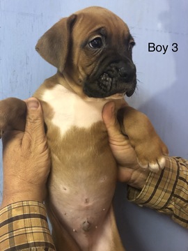 Medium Photo #2 Boxer Puppy For Sale in HORSE CAVE, KY, USA