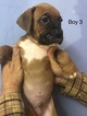 Small Photo #2 Boxer Puppy For Sale in HORSE CAVE, KY, USA