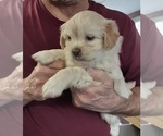 Small Photo #4 Shih Tzu-Zuchon Mix Puppy For Sale in SPRING GROVE, PA, USA
