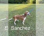 Small Photo #1 Beagle Puppy For Sale in WOODBRIDGE, VA, USA